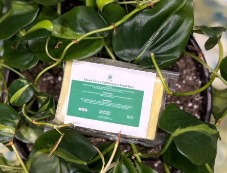 Island Citrus Cold Process Soap Bars
